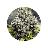CBD hemp seeds "Amnesia Haze" - feminized - 3 pcs.