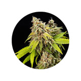 CBD hemp seeds "Amnesia Haze" - feminized - 3 pcs.