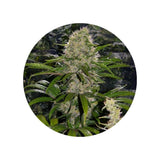 CBD hemp seeds "Amnesia Haze" - feminized - 3 pcs.