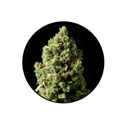Cannabis Samen "Jack Herer" - Feminized - 3 Stck.