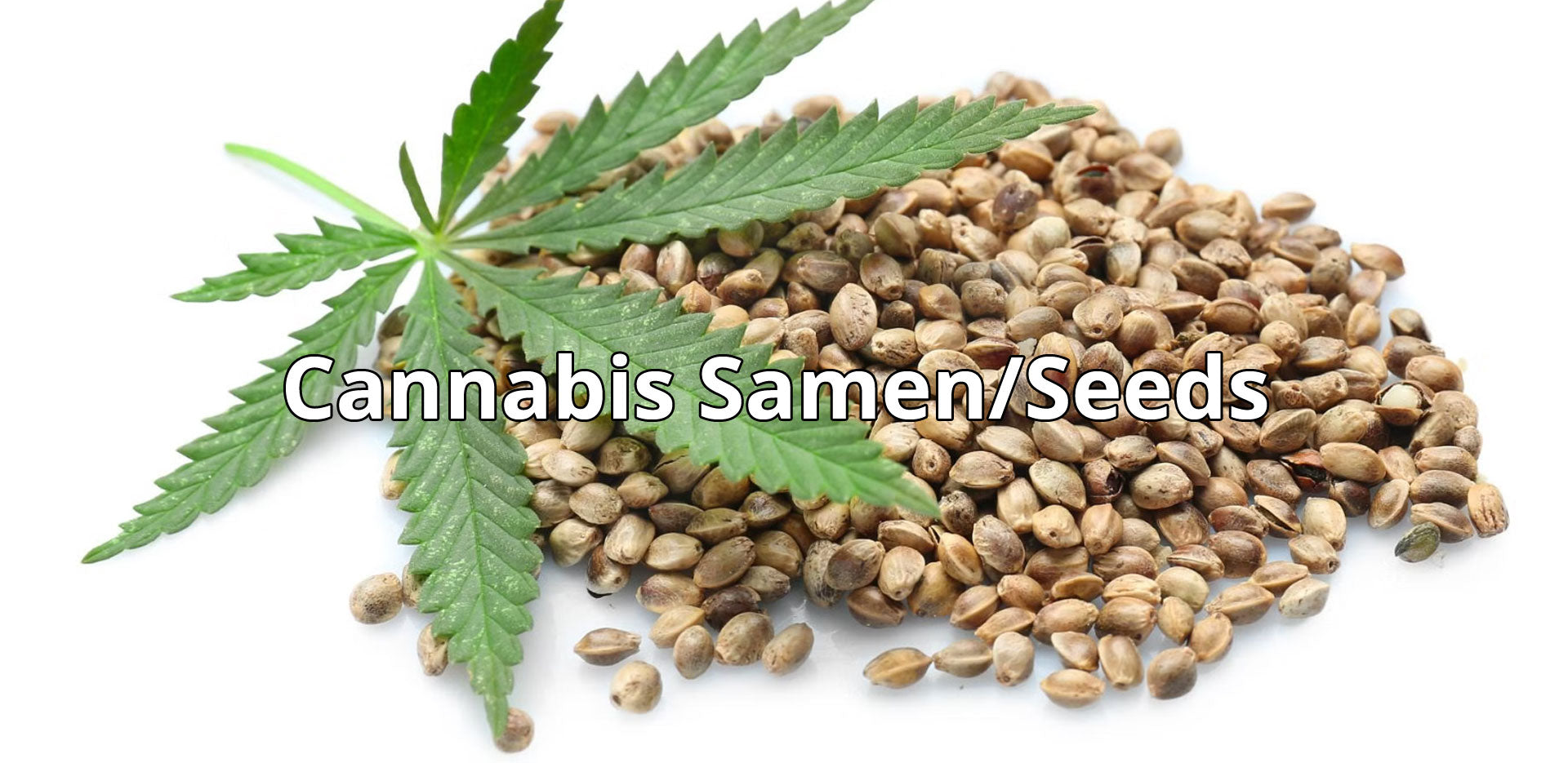 Cannabis Samen / Seeds