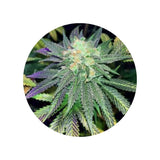 CBD hemp seeds "Amnesia Haze" - feminized - 3 pcs.