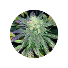 CBD hemp seeds "Amnesia Haze" - feminized - 3 pcs.